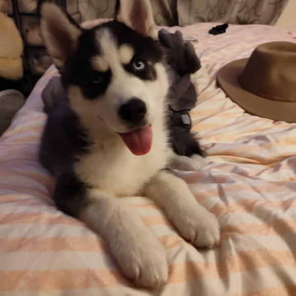 Meet your Posher Mindy - Picture 5 of 10